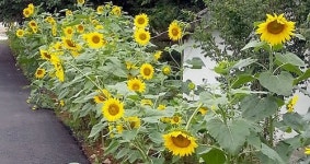 익산 함라면에 만개한 해바라기