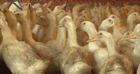 함평 오리농장 고병원성 AI…이례적 여름 발병