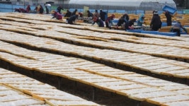 [핫포토] 한파 속 한천 생산 활기