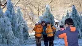 [포토] 순창 강천산 고드름나무 장관