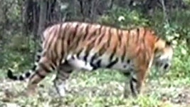 중국 호랑이 사육 증가 불구 야생 호랑이 멸종위기