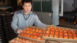 1상자 값 45만 원…명품곶감 만드는 옥천 최성락씨