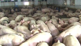 여주·안성 돼지농장, 구제역 확진