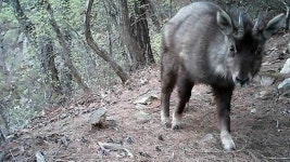 [포토] 경북북부에 멸종위기야생생물Ⅰ급 산양 68마리 서식