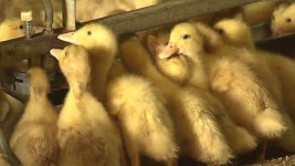 안성 오리농가 또 AI 감염…홍성은 구제역 의심증상