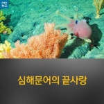 [카드뉴스] 심해문어의 끝사랑