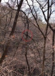 [핫포토] 창원 팔용산에서 발견된 연리지