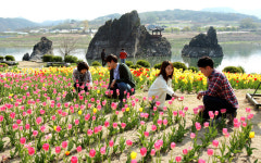 [핫포토] 튤립과 어우러진 단양 도담삼봉