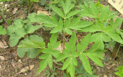 [취재파일] 잘 먹으면 약초, 잘못 먹으면 독초