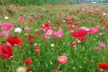 [핫포토] 흐드러지게 핀 꽃양귀비
