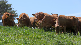 [슬라이드 포토] 초원으로 외출 나왔어요…대관령 한우 첫 방목