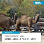 [스브스뉴스]중동 구경도 못 해봤는데… 애꿎은 낙타 수난시대
