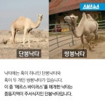 [스브스뉴스]중동 구경도 못 해봤는데… 애꿎은 낙타 수난시대