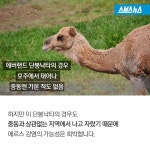 [스브스뉴스]중동 구경도 못 해봤는데… 애꿎은 낙타 수난시대