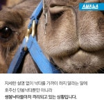 [스브스뉴스]중동 구경도 못 해봤는데… 애꿎은 낙타 수난시대