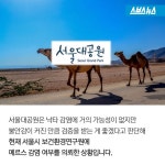 [스브스뉴스]중동 구경도 못 해봤는데… 애꿎은 낙타 수난시대