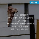 [스브스뉴스]중동 구경도 못 해봤는데… 애꿎은 낙타 수난시대