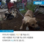 [스브스뉴스]개 100마리 사서 키우는 여자…특별한 사연