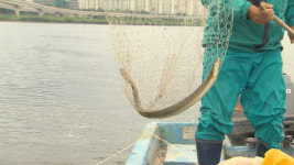 [취재파일] 죽어가는 낙동강…이대로는 안 된다