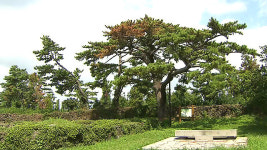 소나무 영문이름 재패니즈 레드파인→코리아 레드파인