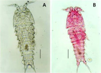 [슬라이드 포토] 독도는 자생생물 천국…세계최초 신종 5종 발견