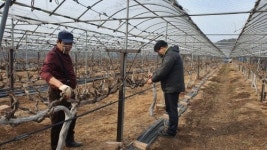 옹진군농업기술센터, 돌발해충 월동난 예찰 조사 실시
