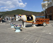 진주시, 경남문화예술회관 앞 소 석상 진주전통소싸움경기장 명물로