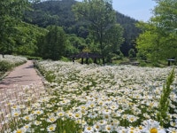 구례 지리산정원, 샤스타데이지 꽃동산 만개