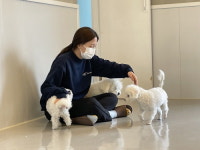 서초구, 여름 휴가철 반려견 안전하게 돌봐 드려요