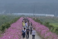 이천시, 제1회 호법의 숲 코스모스길 걷기대회 개최