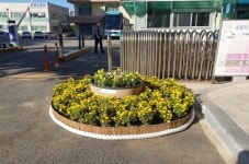 미추홀구, 가을 국화로 물들다