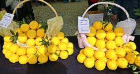 2022 고흥 유자석류 축제 그 화려한 개막