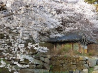 합천군 청강사, 제16회 벚꽃 음악회 개최