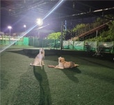 울산 남구, 애견운동공원 야간개장…밤에도 어서오시개