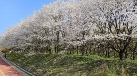 벚꽃놀이 명소 성라산 고양둥이동산으로 봄나들이 오세요