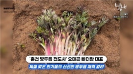 [영상] 가장 먼저 만나는 봄… 2월의 보물, 춘천 눈꽃 땅두릅 백미향
