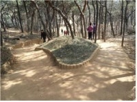 강서구, 나무뿌리 흙덮기 운동