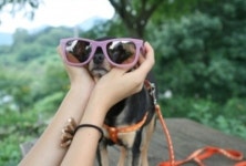 한효주 우리집 강아지는 둥이, 나는 동이