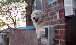 TV동물농장 삼식이 드라마 촬영장서 구타?