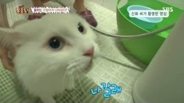 동물농장, 나갈래 말하는 고양이 진짜네 깜짝