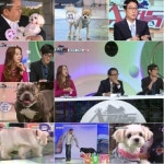 첫방 슈퍼독, 참신+독특..스타犬의 발굴(종합)