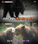 동물농장, 여신곰 유토 유혈사태..범인 모태솔로 수컷