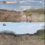 동물농장 형제 고라니..유해조수..구조해도 안락사