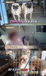 동물농장PD 강아지공장 후속 취재 어려움..방송 미정