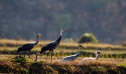 남북정상회담에 태봉국 도성 복원 프로젝트가..철원의 꿈