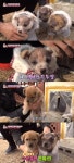 동물농장 수의사도 놀라게 한 민머리 강아지 삼형제