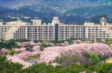 봄이면 화사해지는 한화리조트 경주