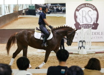로얄새들승마클럽, 승용마 경매  완판성공