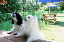 반려견과 함께, 한화리조트 양평 여행