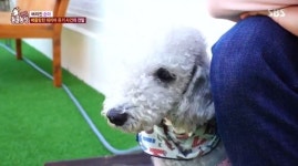 동물농장 베들링턴 테리어, 점순이 유기사건..벌금형 가야